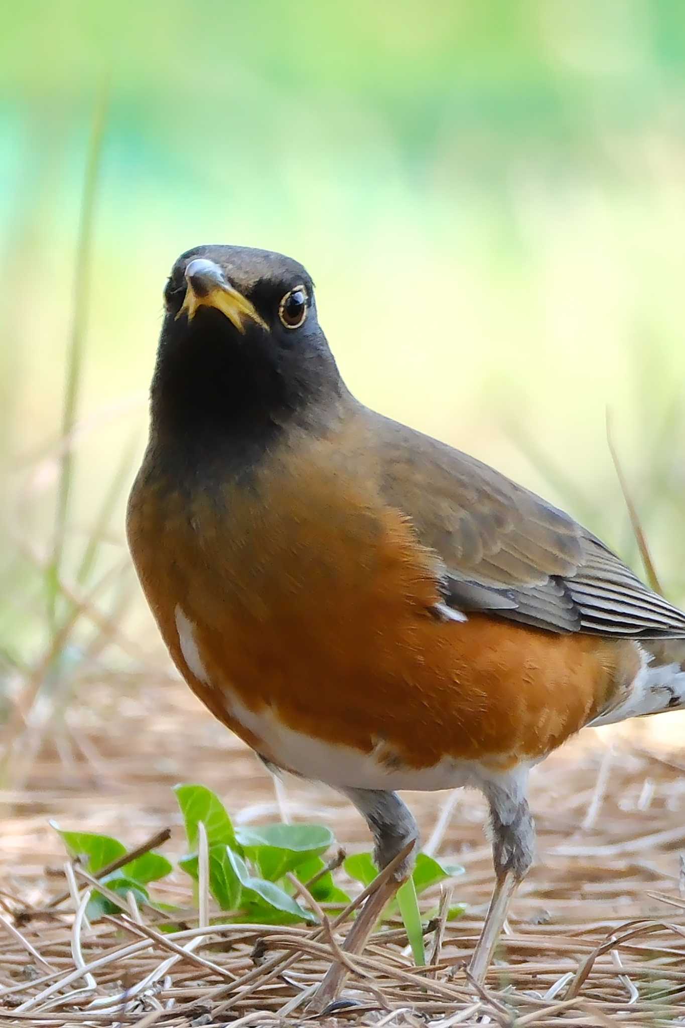 Brown-headed Thrush(orii)