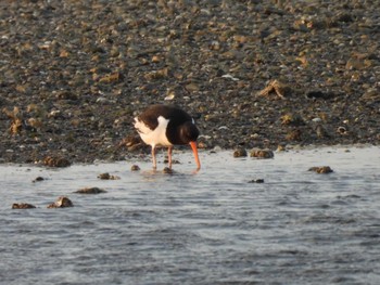 Eurasian Oystercatcher 伊勢市大湊海岸 Tue, 4/11/2023