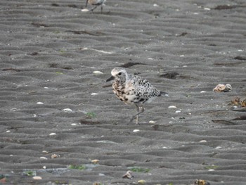 Grey Plover 伊勢市大湊海岸 Tue, 4/11/2023