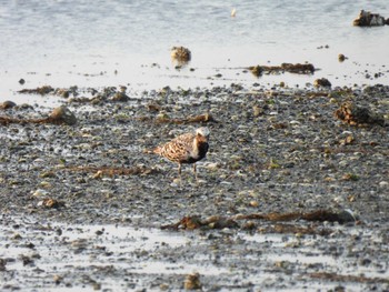 Grey Plover 伊勢市大湊海岸 Tue, 4/11/2023