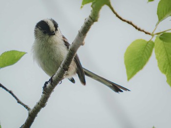 Tue, 4/11/2023 Birding report at 風頭公園(長崎市)