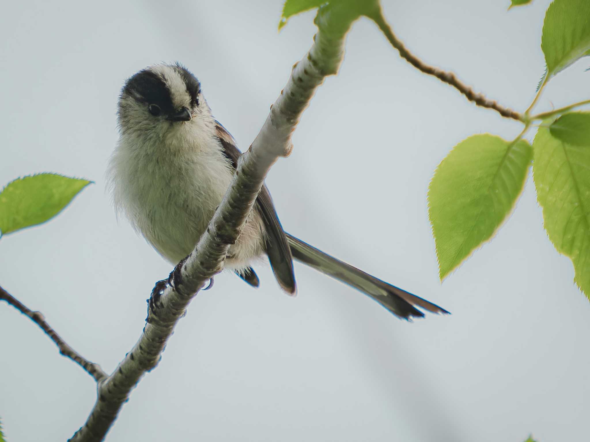 Photo of Long-tailed Tit at 風頭公園(長崎市) by ここは長崎