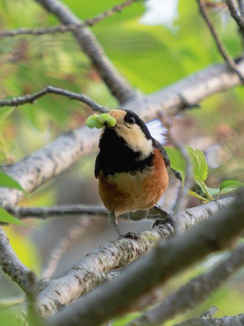 Varied Tit 風頭公園(長崎市) Tue, 4/11/2023