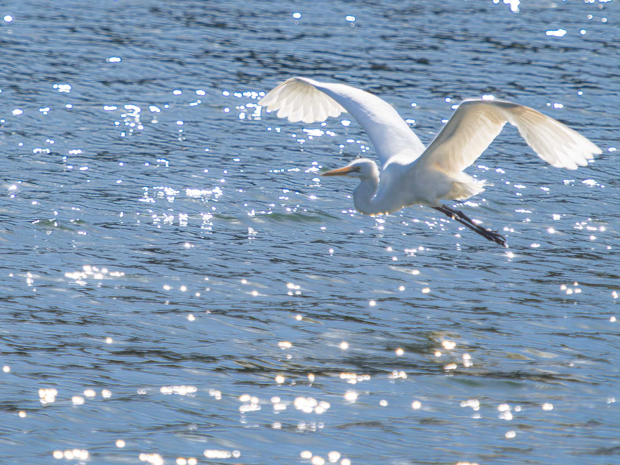 Photo of Medium Egret at 川原大池 by ここは長崎