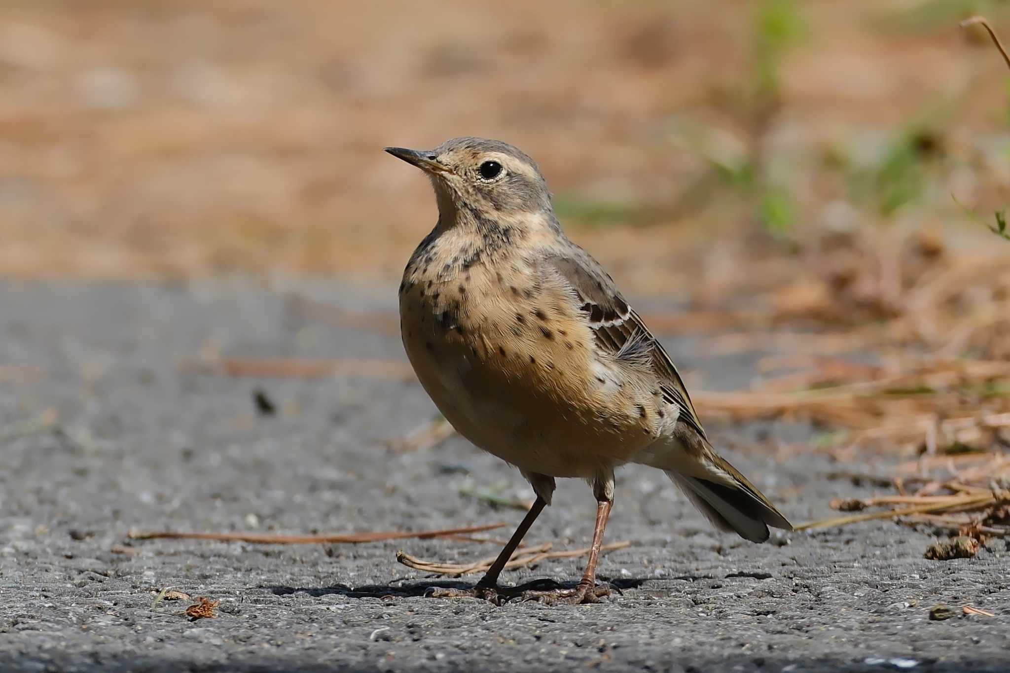 Water Pipit