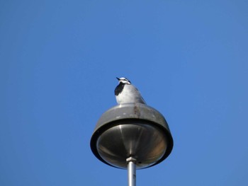 2023年4月1日(土) 高尾山の野鳥観察記録