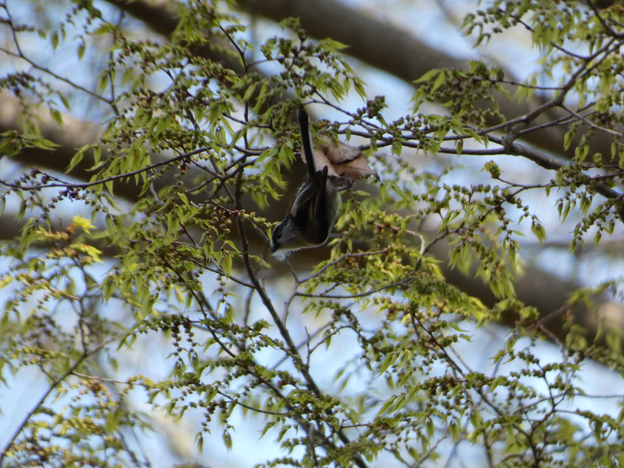 Photo of Long-tailed Tit at Mt. Takao by かせん