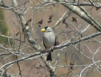 Japanese Grosbeak 軽井沢 Sun, 4/9/2023