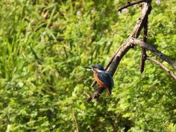 2023年4月9日(日) 見沼たんぼの野鳥観察記録