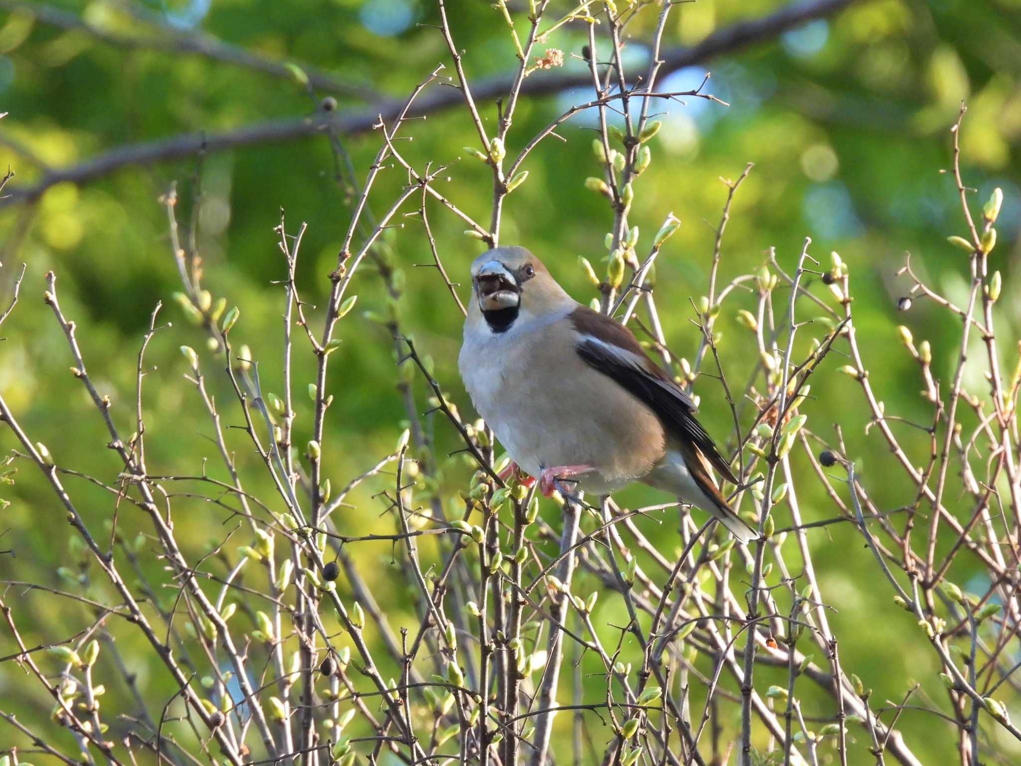 Hawfinch