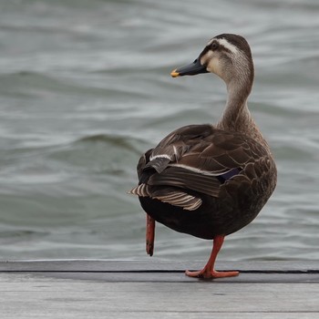 Eastern Spot-billed Duck 静岡県 佐鳴湖公園 Sat, 5/26/2018