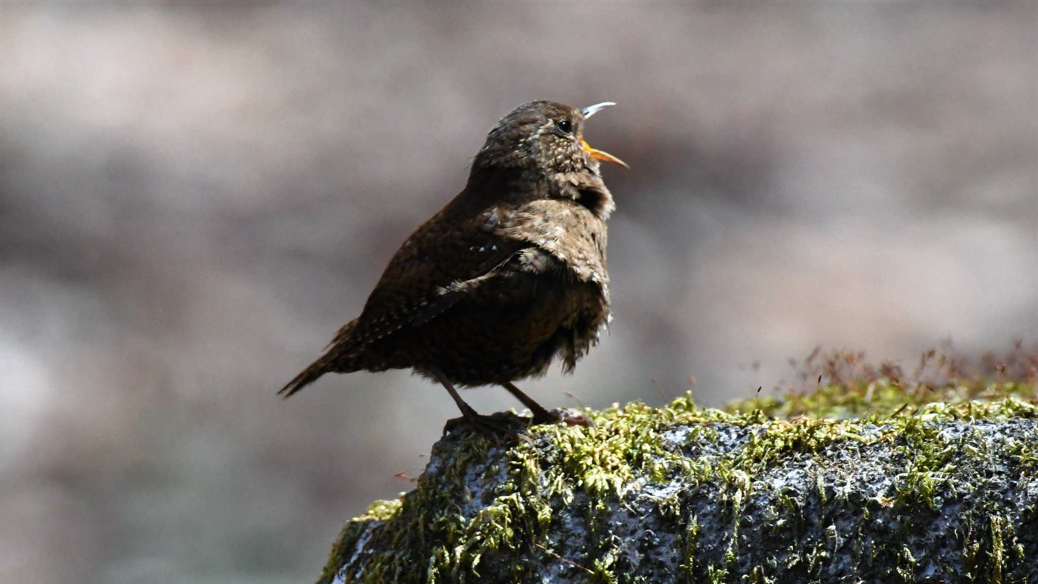 軽井沢野鳥の森 ミソサザイの写真 by ao1000