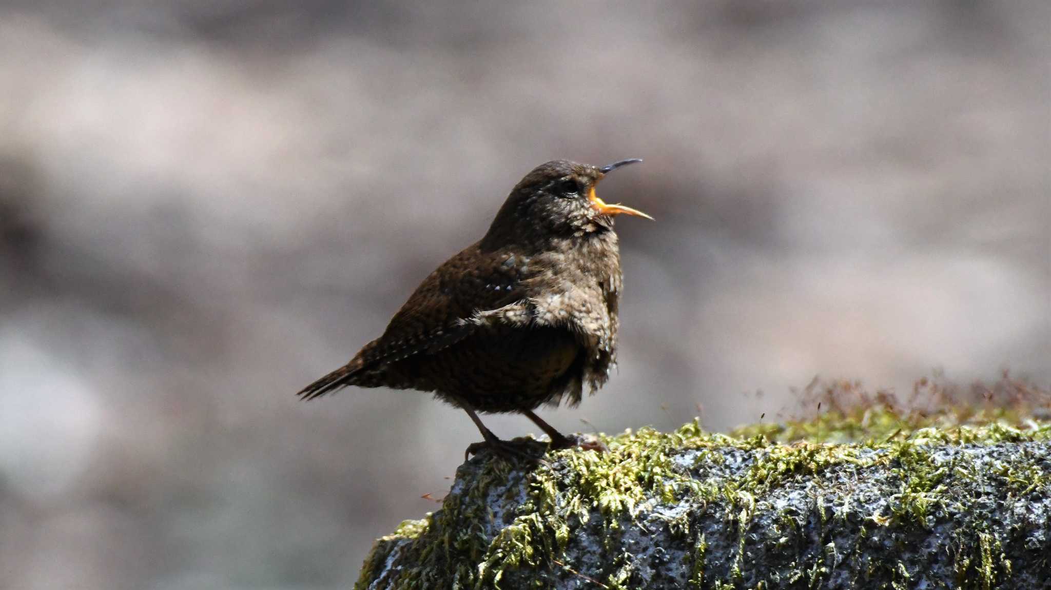 軽井沢野鳥の森 ミソサザイの写真 by ao1000