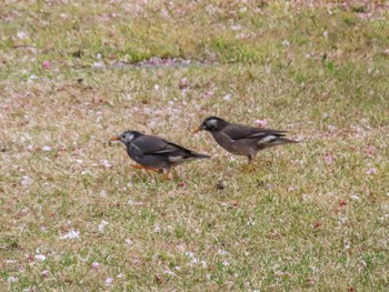 White-cheeked Starling 檜町公園(東京ミッドタウン) Mon, 4/3/2023