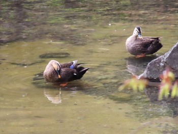 Eastern Spot-billed Duck 檜町公園(東京ミッドタウン) Mon, 4/3/2023