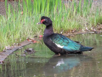 Muscovy Duck 檜町公園(東京ミッドタウン) Mon, 4/3/2023