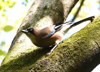 Eurasian Jay Akigase Park Sun, 4/9/2023