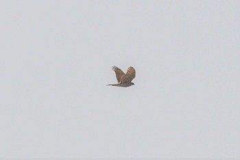 2023年4月11日(火) 長良川河口堰の野鳥観察記録