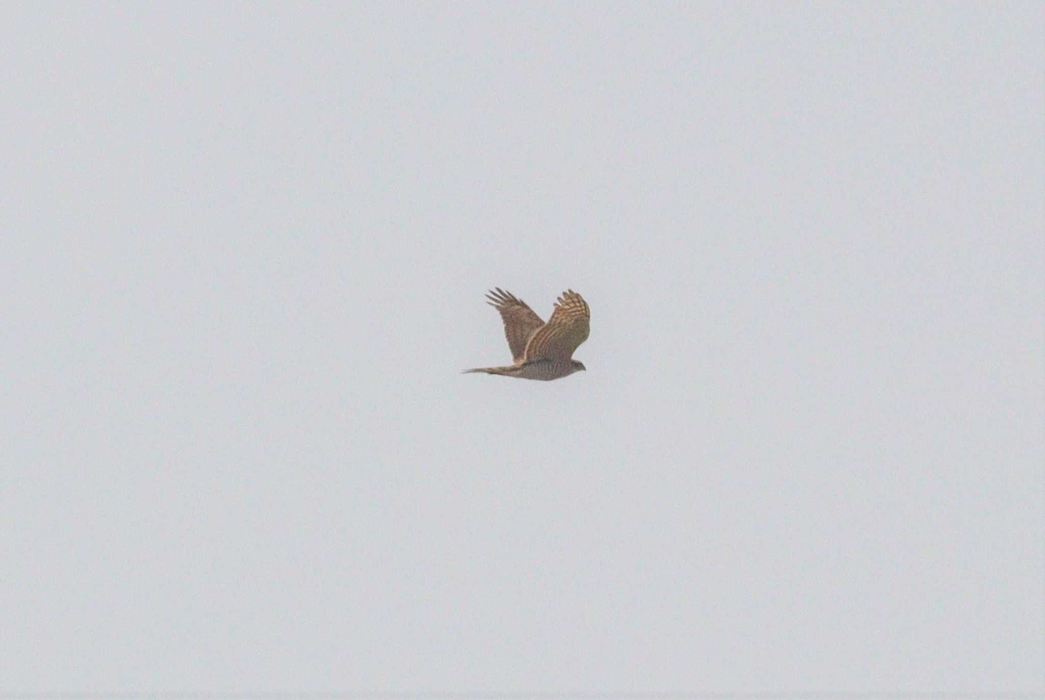 Grey-faced Buzzard