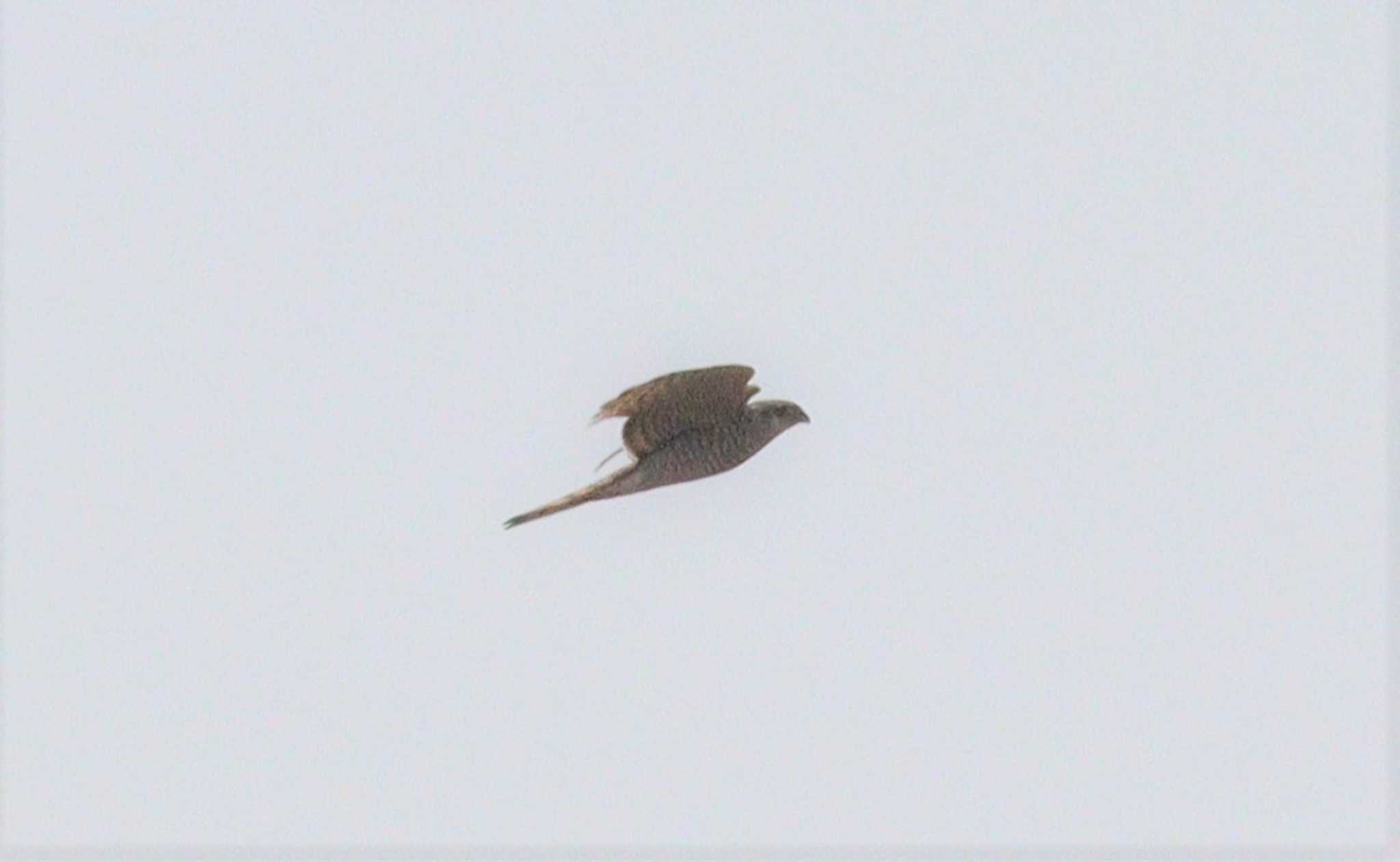 Grey-faced Buzzard