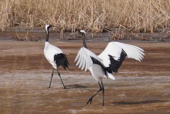 Red-crowned Crane 舞鶴遊水地 Sat, 3/11/2023