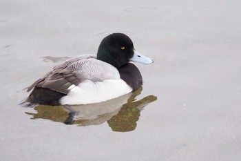 Greater Scaup 猪苗代湖 Sun, 4/9/2023