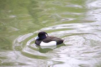 キンクロハジロ 三ツ池公園(横浜市鶴見区) 2018年3月23日(金)