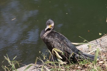 カワウ 三ツ池公園(横浜市鶴見区) 2018年3月23日(金)