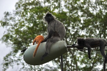 未同定 クアラセランゴール自然公園 2023年3月4日(土)