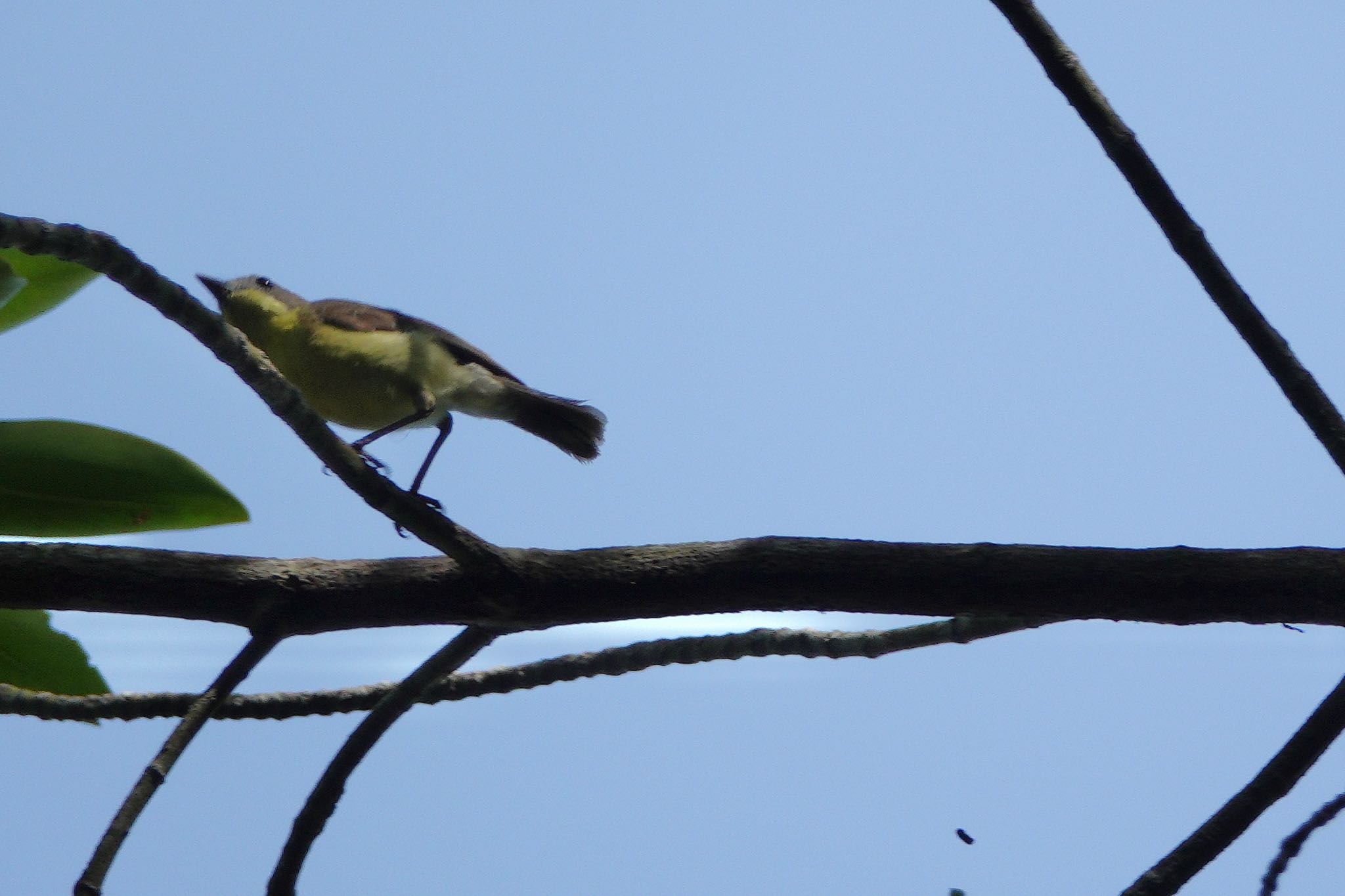 Golden-bellied Gerygone