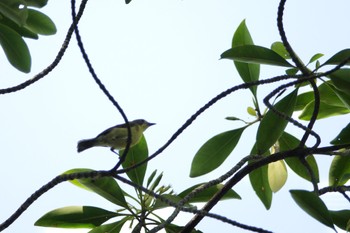 Golden-bellied Gerygone Taman Alam Kuala Selangor Sun, 3/5/2023