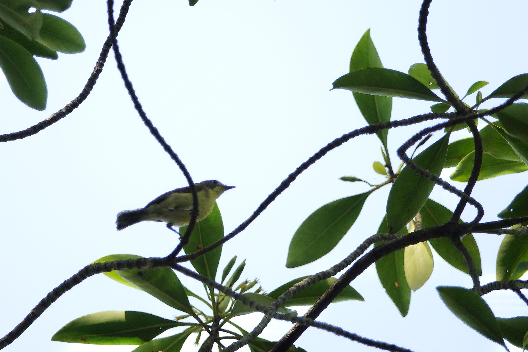 Golden-bellied Gerygone