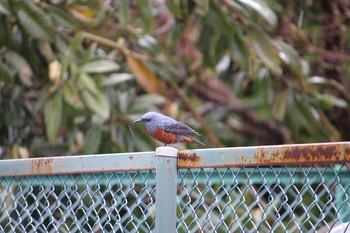 Blue Rock Thrush 大船 Tue, 3/20/2018