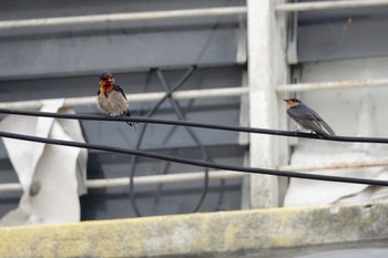 Pacific Swallow Taman Alam Kuala Selangor Sat, 3/4/2023