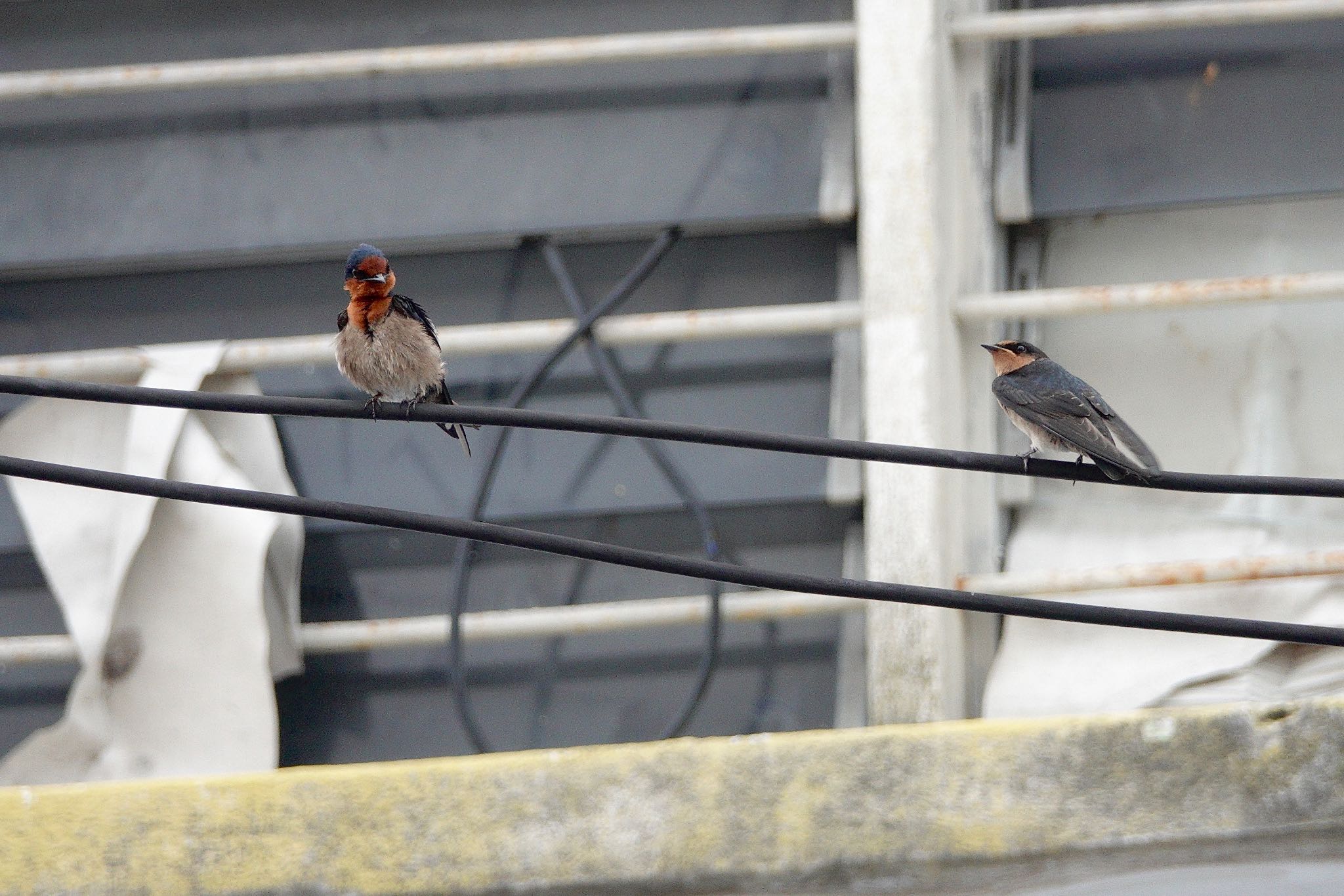 Pacific Swallow