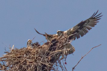 2023年4月11日(火) 山口県の野鳥観察記録