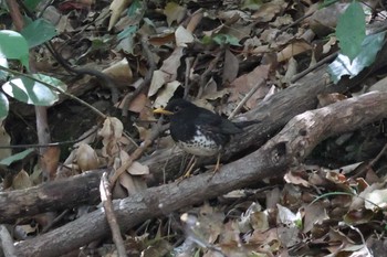 Japanese Thrush 昆陽池 Tue, 4/11/2023