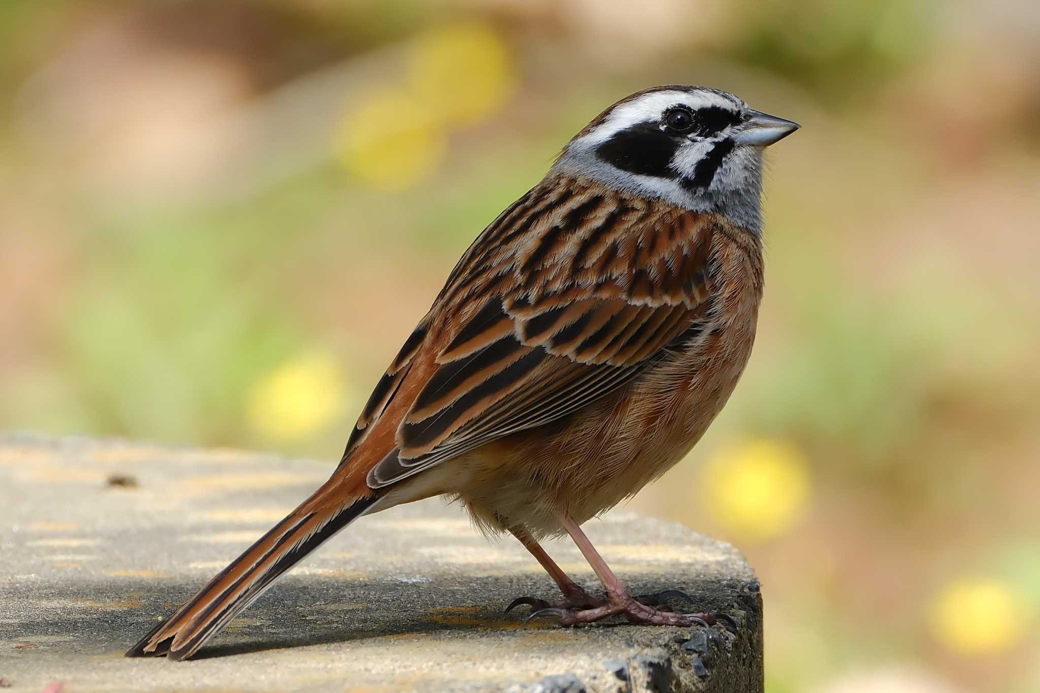 Photo of Meadow Bunting at 和田公園(稲敷市) by MNB EBSW