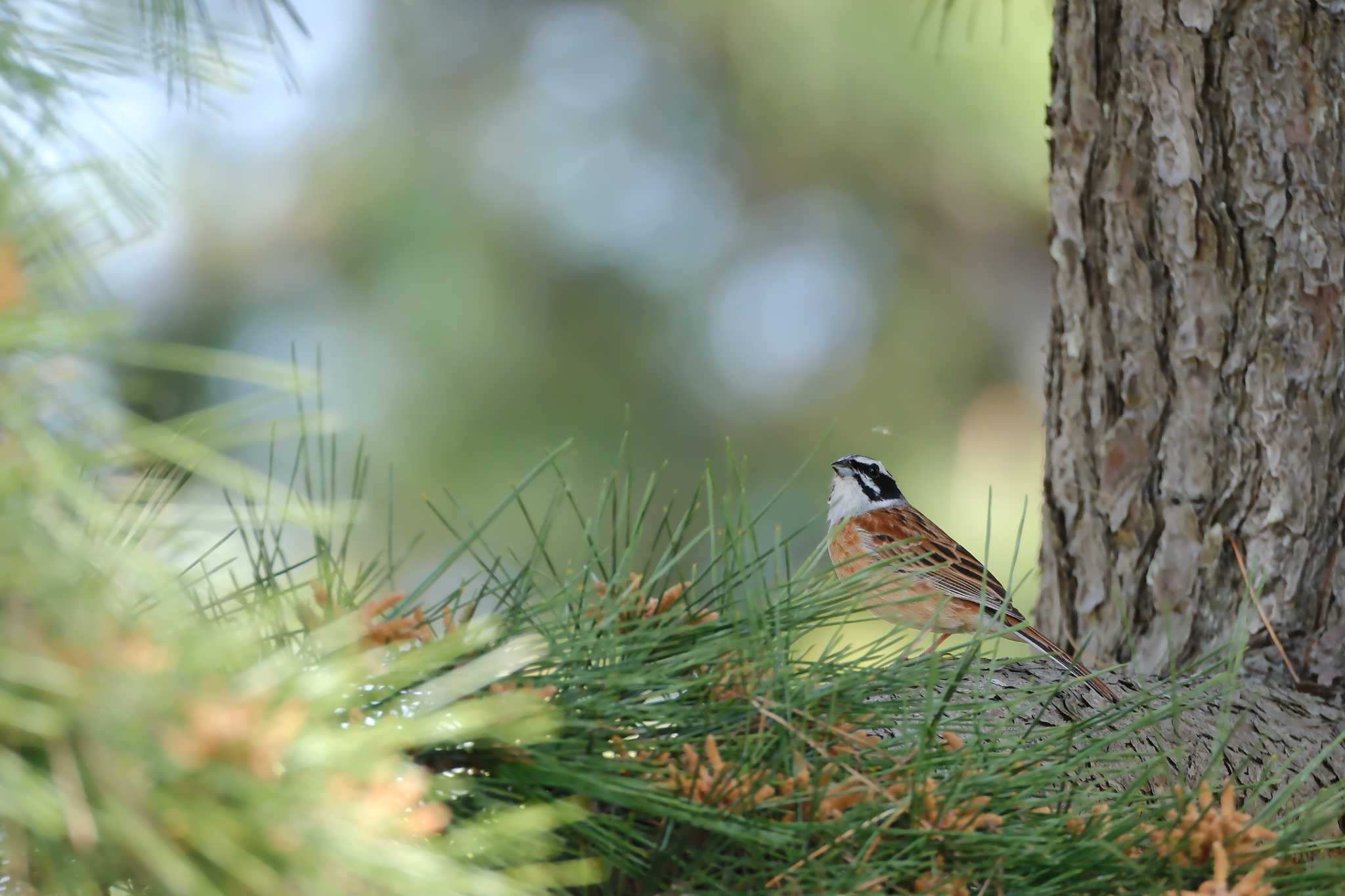 Meadow Bunting