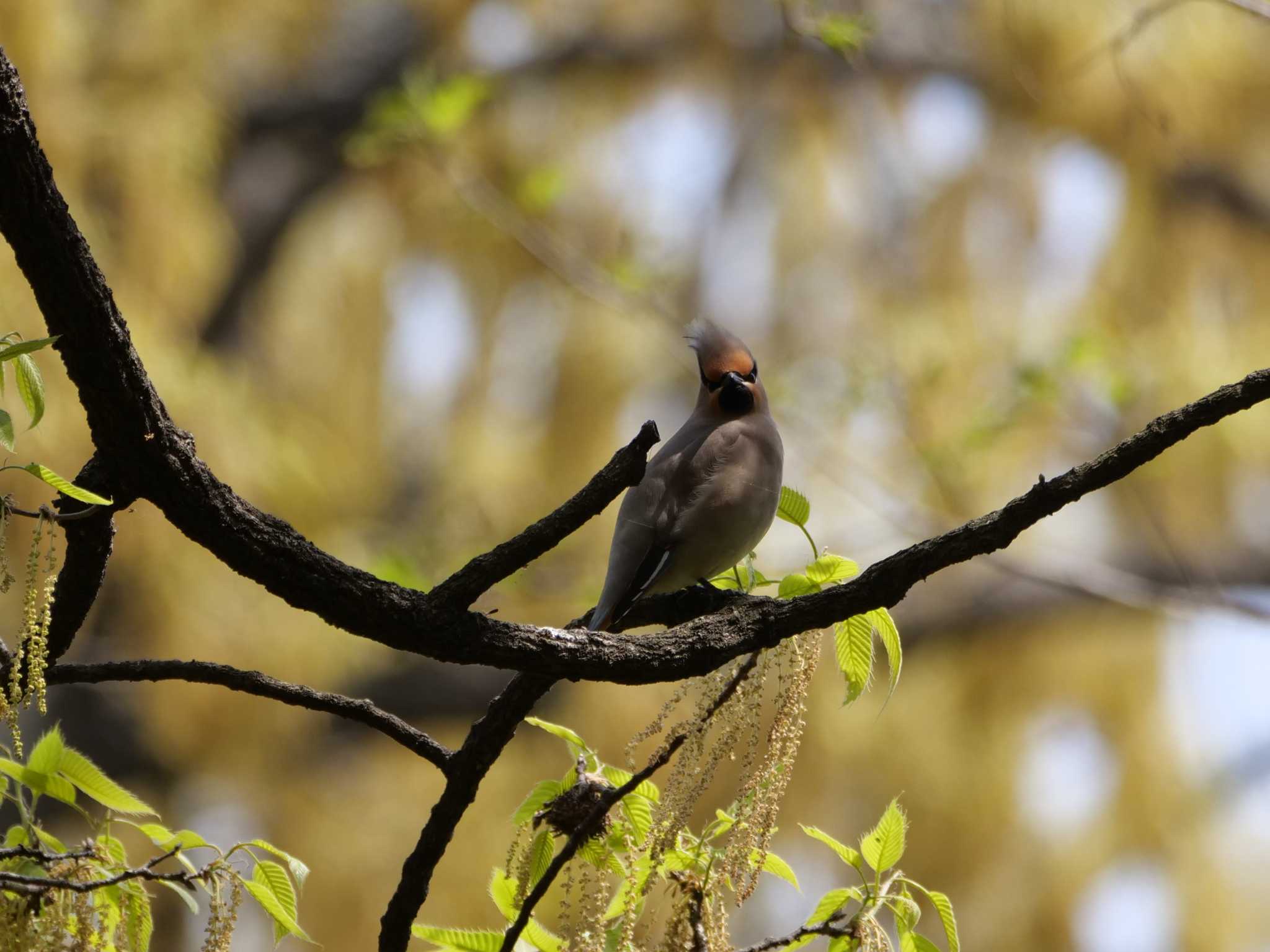 埼玉県 ヒレンジャクの写真 by little birds