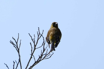 Grey-capped Greenfinch 和田公園(稲敷市) Tue, 4/11/2023