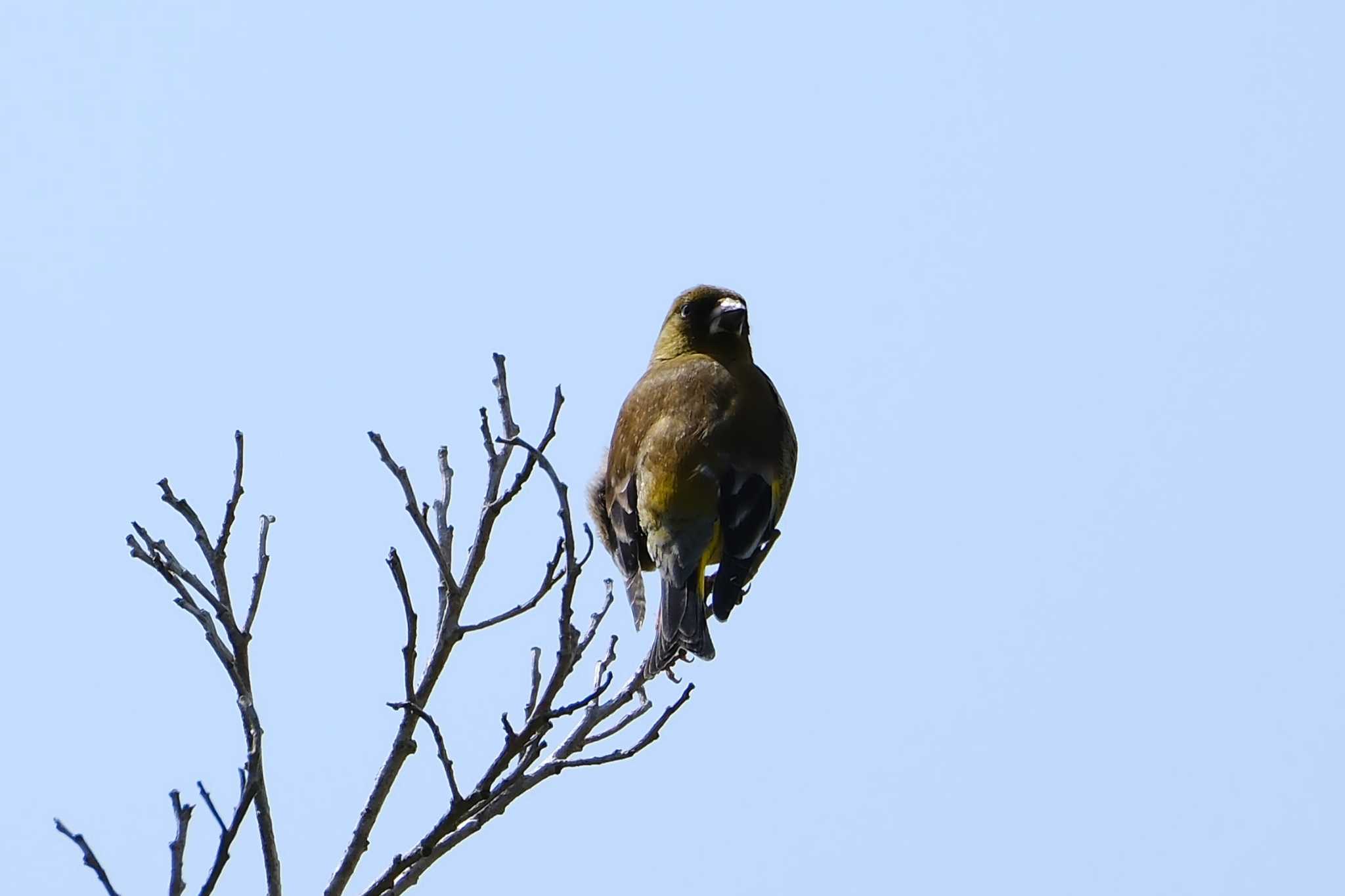 Photo of Grey-capped Greenfinch at 和田公園(稲敷市) by MNB EBSW