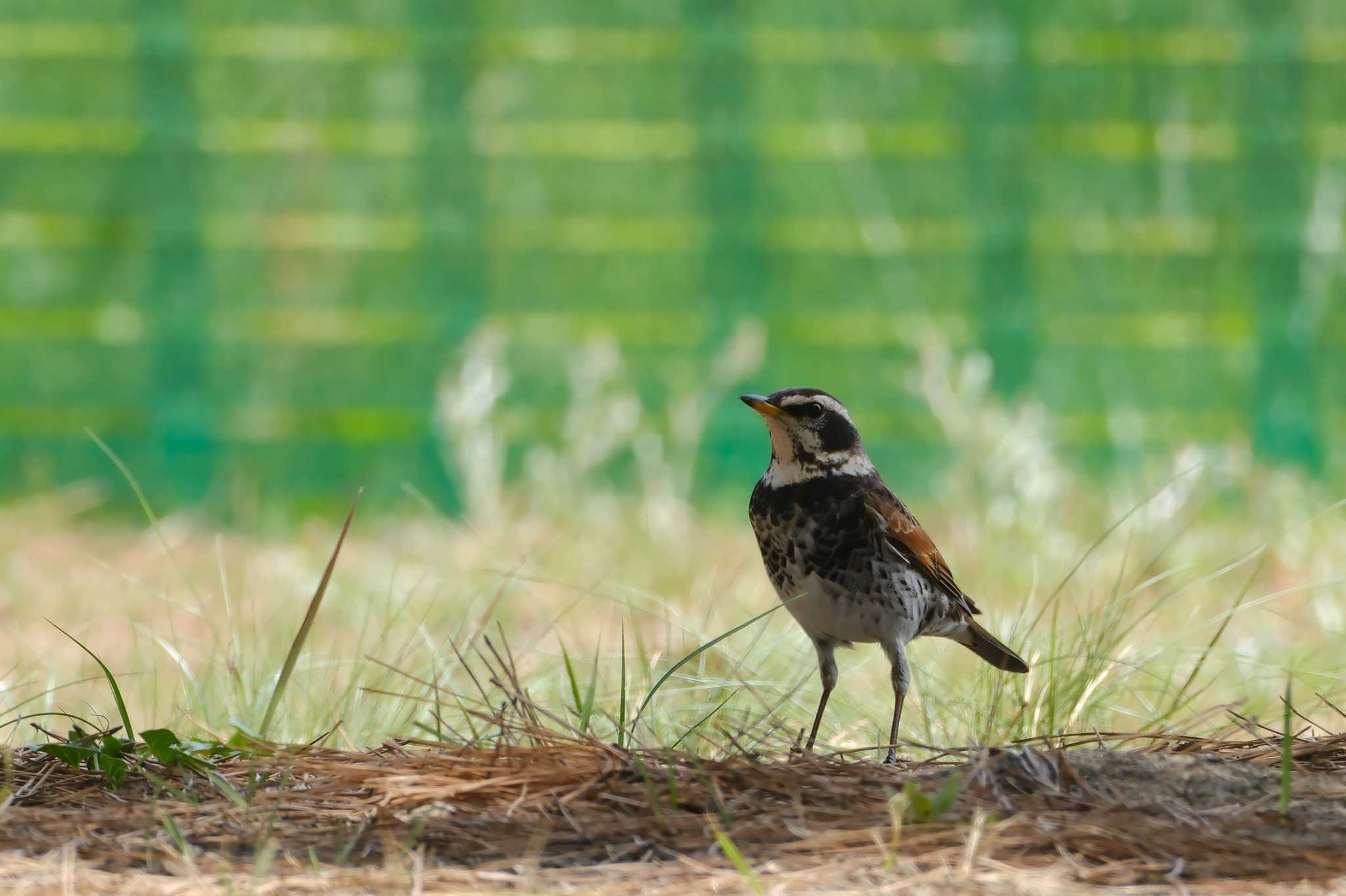 Dusky Thrush