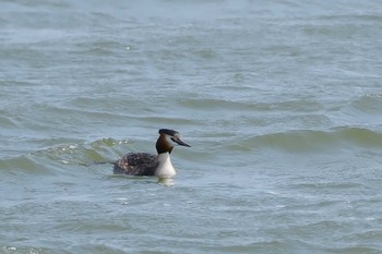 Great Crested Grebe 霞ヶ浦 Tue, 4/11/2023
