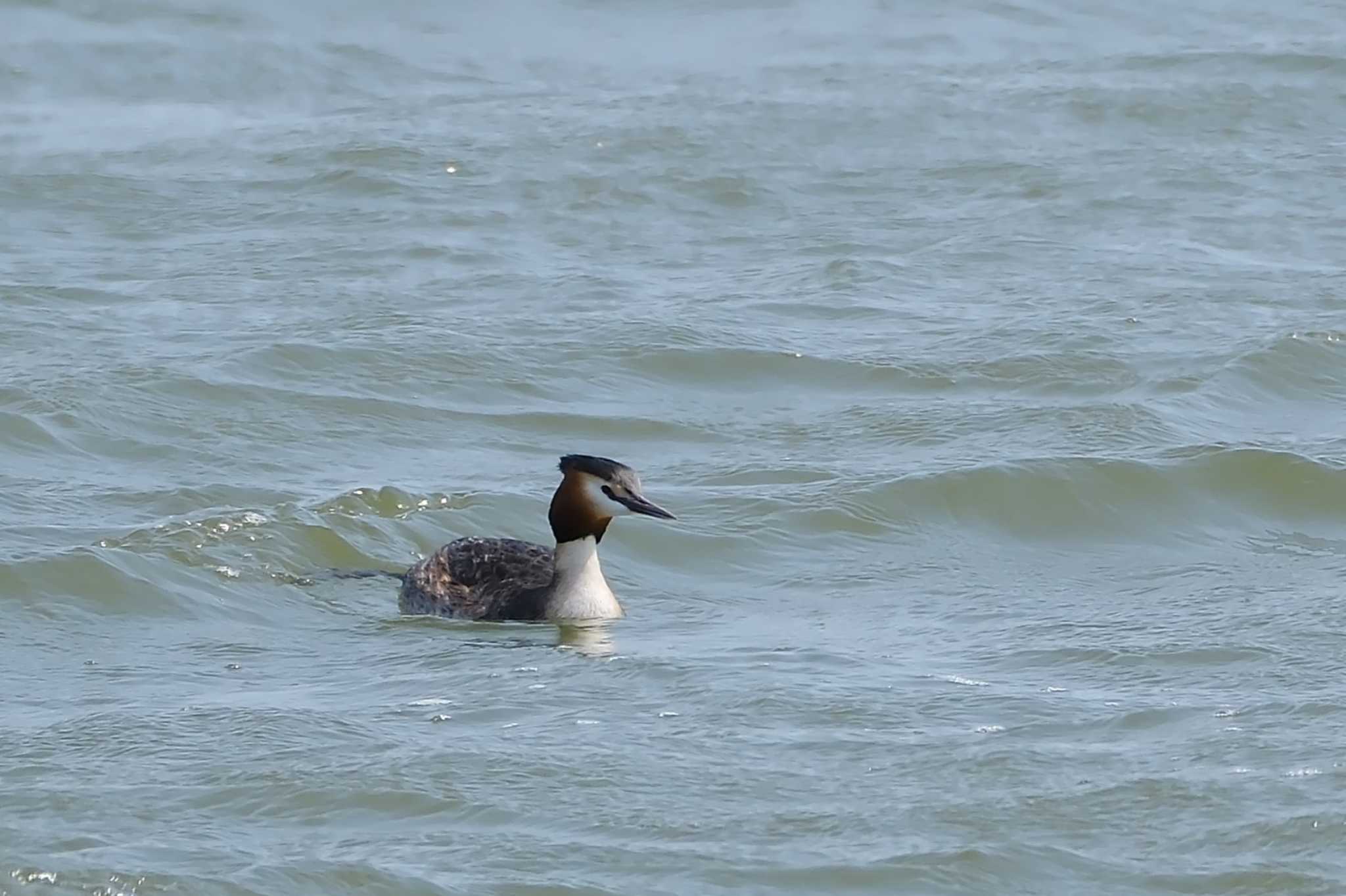 Great Crested Grebe