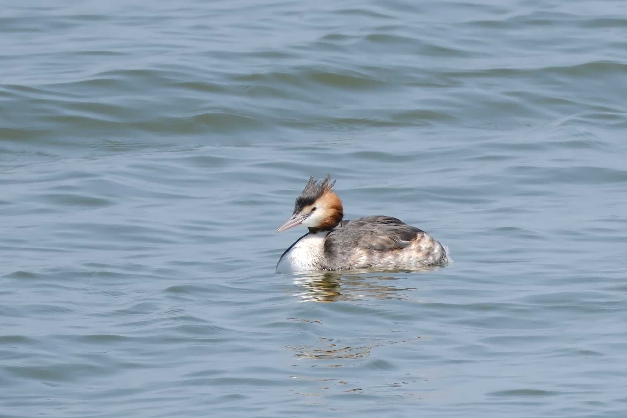 Great Crested Grebe