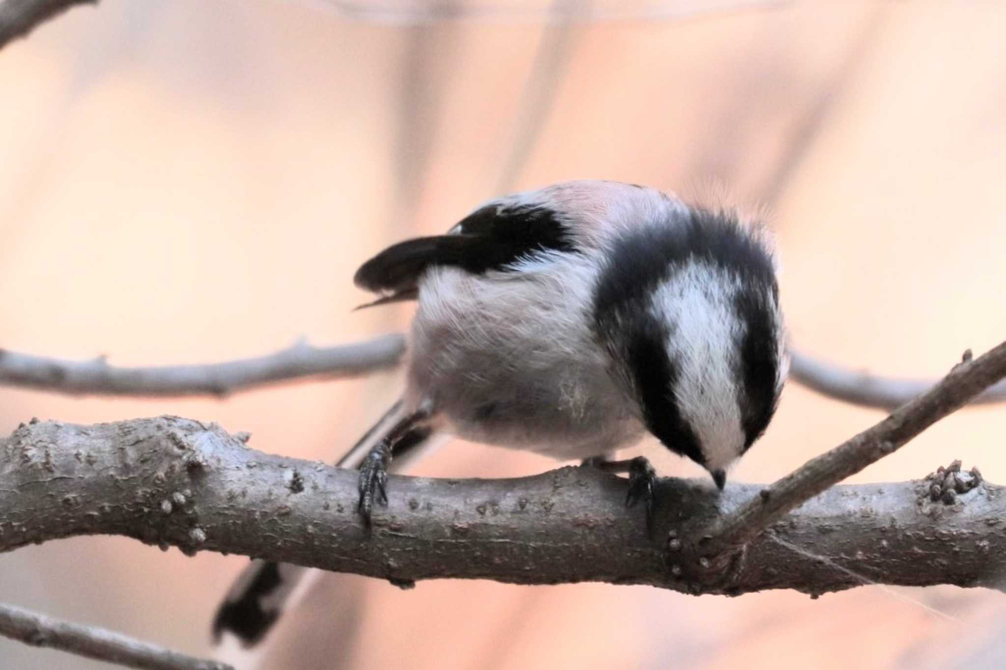 Long-tailed Tit