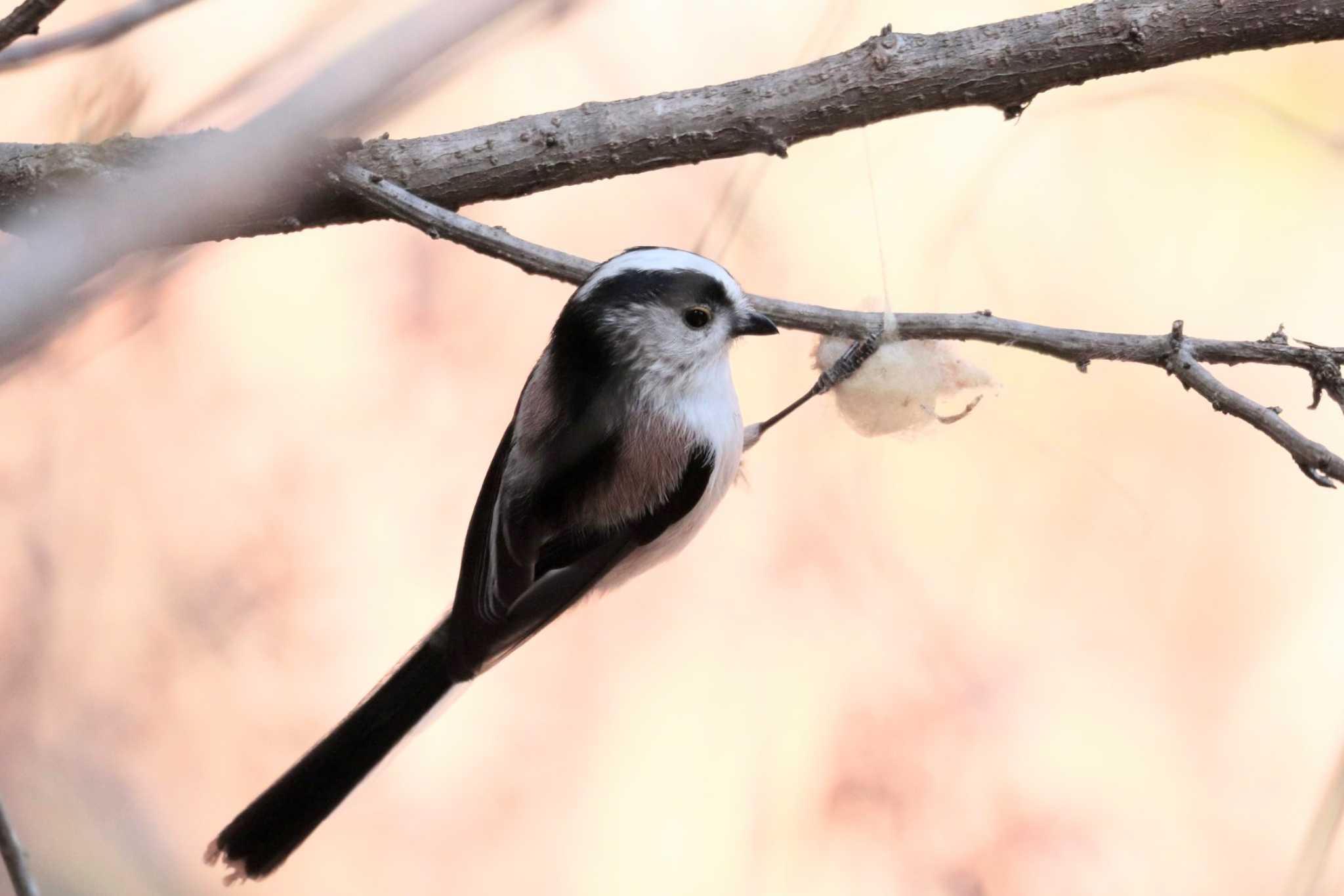 Long-tailed Tit