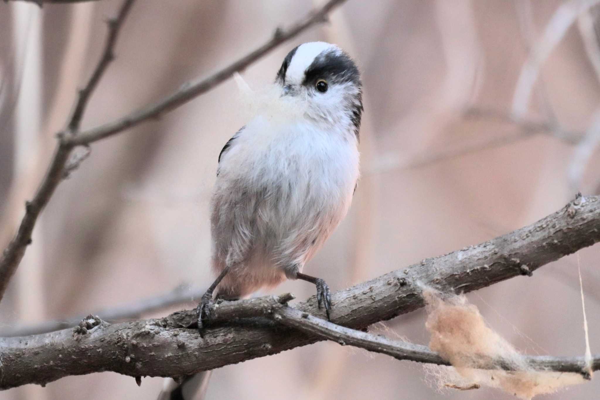 Long-tailed Tit