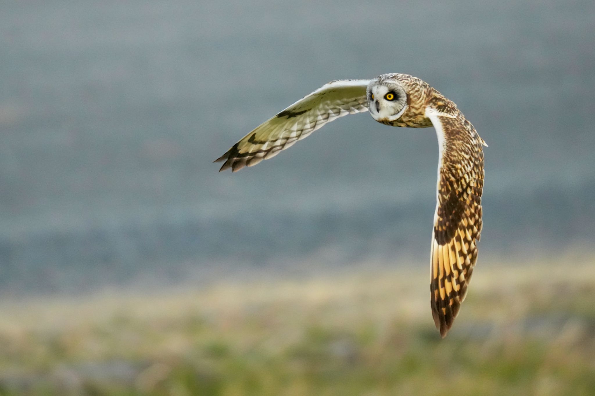 江戸川(三郷) コミミズクの写真 by アポちん